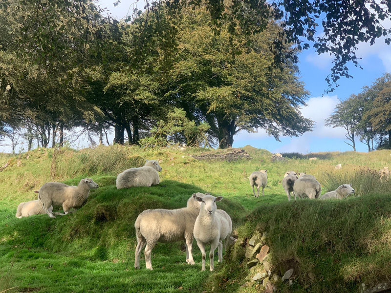 Wellshead Estate, Exmoor