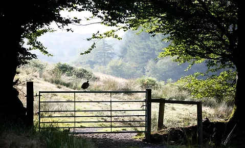 Local Benefits - Coombe Farm Project - Wellshead Natural Capital