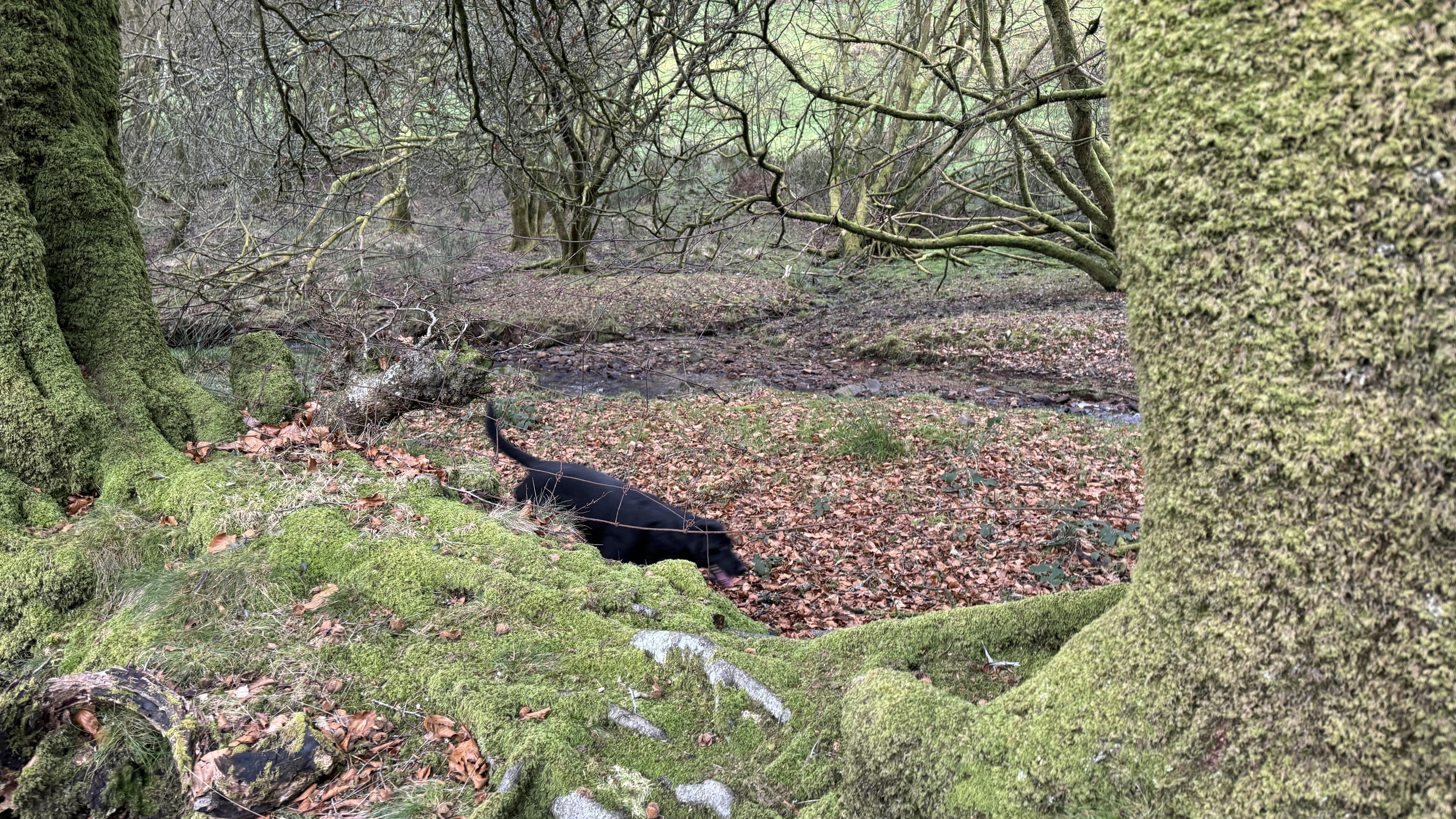 Local Nature Recovery - Wellshead Estate Project - Wellshead Natural Capital