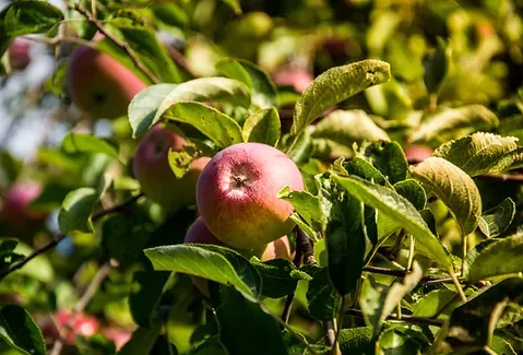 Agricultural Integration - Coombe Farm Project - Wellshead Natural Capital