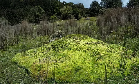 Historical Considerations - Coombe Farm Project - Wellshead Natural Capital