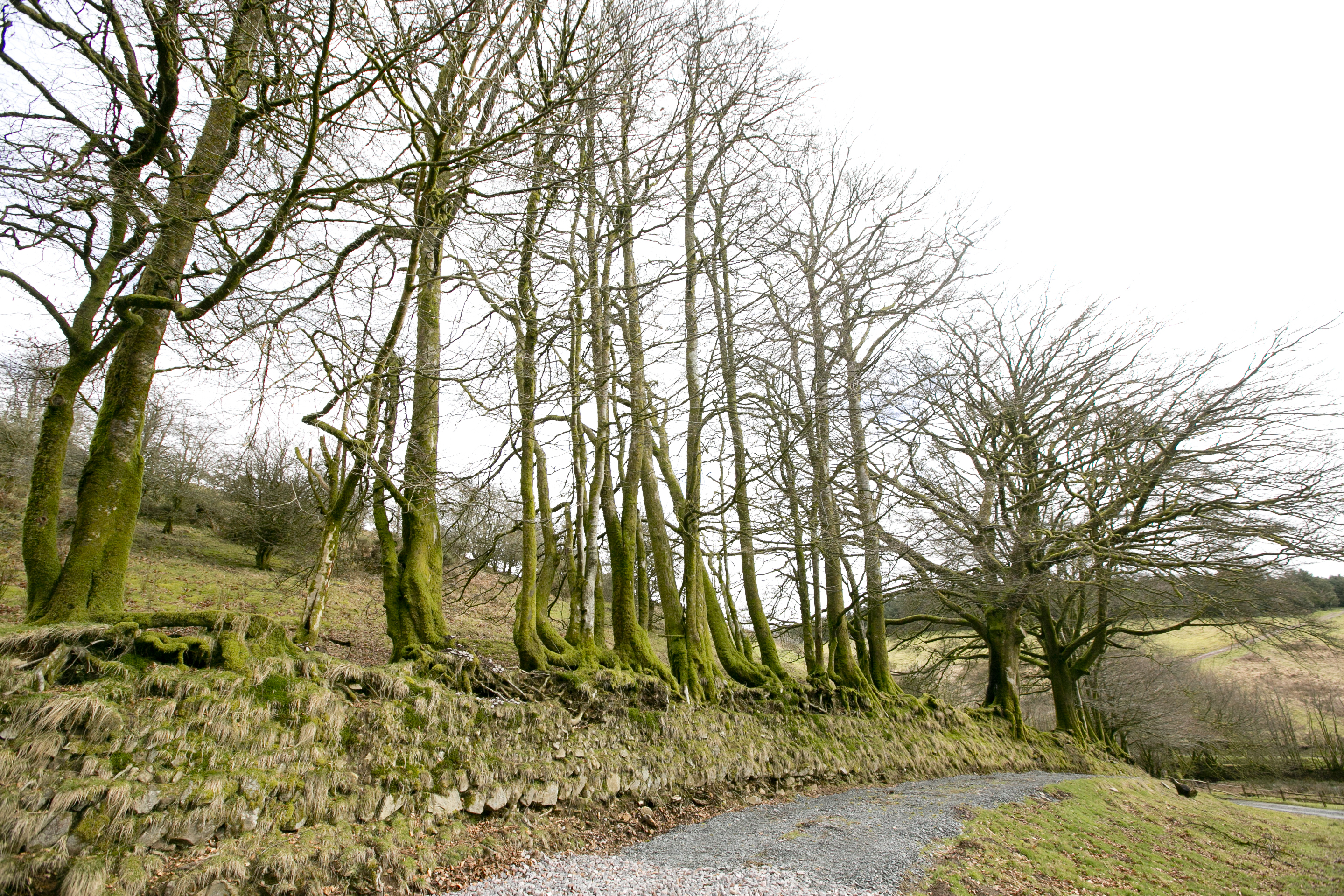 Woodland Expansion - Wellshead Estate Project - Wellshead Natural Capital