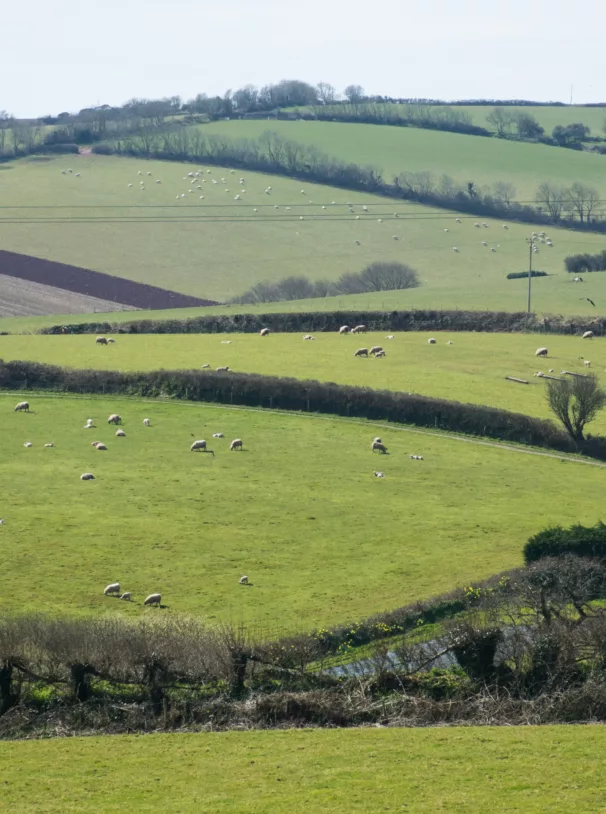 Honeymead House - Project - Wellsheead Natural Capital